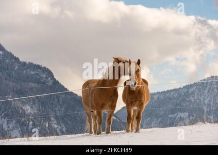 Haflinger Pferde auf dem Winter Wiese und Gipfeln im Hintergrund. Stockfoto
