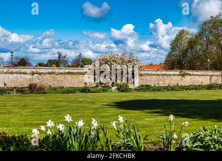 Ummauerter Garten mit Magnolienbaum und Blumenbeeten, Dirleton, East Lothian, Schottland, Großbritannien Stockfoto