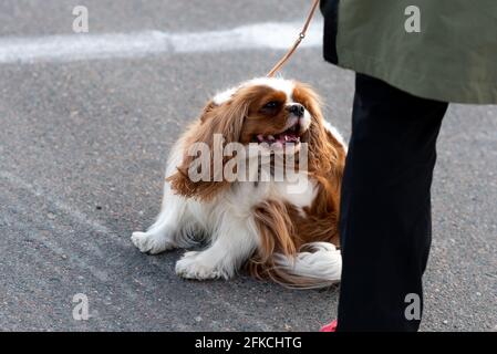 Cavalier King Charles Spaniel, an der Leine, neben dem Besitzer Stockfoto