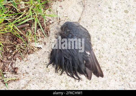 Schwarzer toter Vogel auf einem Betonradweg mit Gras Stockfoto