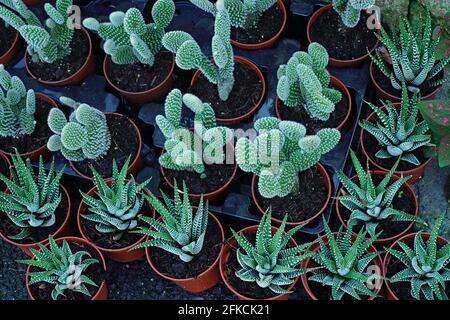 topview viele Sukkulente Pflanze 'Echeveria parva' (Crassulaceae Familie), Kaktus im Topf im Garten zum Verkauf. Stockfoto