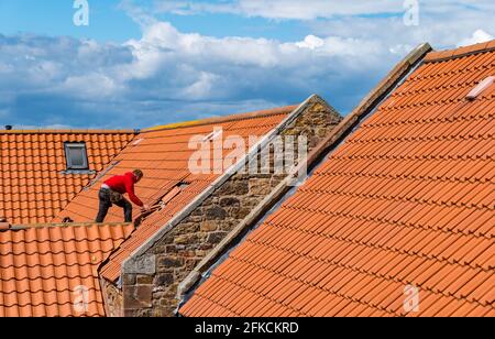 Arbeiter Dachdecker mit roten Fliesen auf dem Dach der alten Bauernhausrenovierung, East Lothian, Schottland, Großbritannien Stockfoto