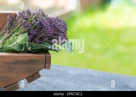 Selektiver Fokus auf lila sprießenden Brokkoli in einem Garten, Zuteilung oder kleinen Holding gesetzt. Verschwommener Hintergrund Aufnahme für Copy Space und Text über lag Stockfoto