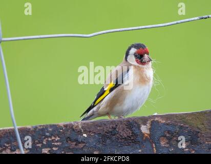 Kidderminster, Großbritannien. April 2021. Britisches Wetter: Auch wenn der Frühling mit dem besonders kühlen und nassen Wetter, das uns heute noch bevorsteht, langsam beginnt, planen diese kleinen Goldfinkenvögel dennoch im Voraus und bereiten sich auf die Brutsaison vor. Schafwollfasern erweisen sich als handliches Nistmaterial und unsere ländlichen gefiederten Freunde begeben sich auf landwirtschaftliche Felder für einige reiche Beute. Kredit: Lee Hudson/Alamy Live Nachrichten Stockfoto