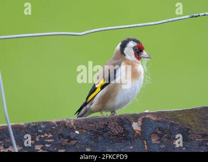 Kidderminster, Großbritannien. April 2021. Britisches Wetter: Auch wenn der Frühling mit dem besonders kühlen und nassen Wetter, das uns heute noch bevorsteht, langsam beginnt, planen diese kleinen Goldfinkenvögel dennoch im Voraus und bereiten sich auf die Brutsaison vor. Schafwollfasern erweisen sich als handliches Nistmaterial und unsere ländlichen gefiederten Freunde begeben sich auf landwirtschaftliche Felder für einige reiche Beute. Kredit: Lee Hudson/Alamy Live Nachrichten Stockfoto