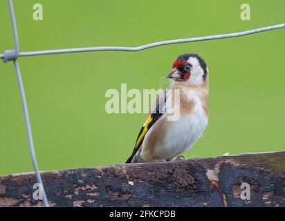 Kidderminster, Großbritannien. April 2021. Britisches Wetter: Auch wenn der Frühling mit dem besonders kühlen und nassen Wetter, das uns heute noch bevorsteht, langsam beginnt, planen diese kleinen Goldfinkenvögel dennoch im Voraus und bereiten sich auf die Brutsaison vor. Schafwollfasern erweisen sich als handliches Nistmaterial und unsere ländlichen gefiederten Freunde begeben sich auf landwirtschaftliche Felder für einige reiche Beute. Kredit: Lee Hudson/Alamy Live Nachrichten Stockfoto