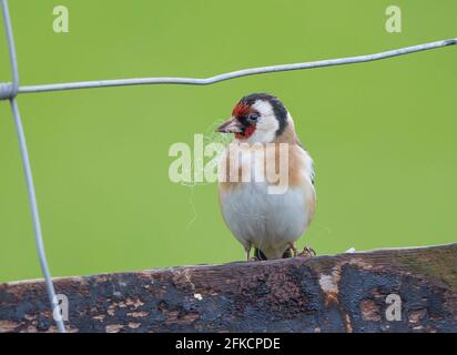Kidderminster, Großbritannien. April 2021. Britisches Wetter: Auch wenn der Frühling mit dem besonders kühlen und nassen Wetter, das uns heute noch bevorsteht, langsam beginnt, planen diese kleinen Goldfinkenvögel dennoch im Voraus und bereiten sich auf die Brutsaison vor. Schafwollfasern erweisen sich als handliches Nistmaterial und unsere ländlichen gefiederten Freunde begeben sich auf landwirtschaftliche Felder für einige reiche Beute. Kredit: Lee Hudson/Alamy Live Nachrichten Stockfoto