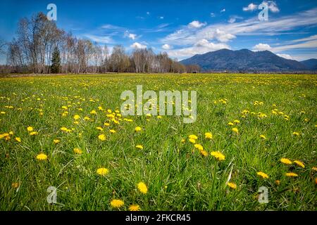 DE - BAYERN: Loisach Moor bei Bich mit Stallauer Eck im Hintergrund (HDR-Fotografie) Stockfoto