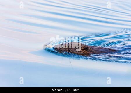 Wien, Wien: Eurasischer Biber oder Europäischer Biber (Rizinusfaser) schwimmend in der Neuen Donau im Jahr 22. Donaustadt, Wien, Österreich Stockfoto
