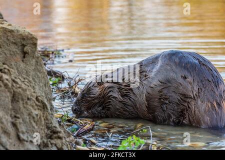 Wien, Wien: Eurasischer Biber oder Europäischer Biber (Rizinusfaser), der im Jahr 22 die Rinde des Astes in der Neuen Donau frisst. Donaustadt, Wien Stockfoto