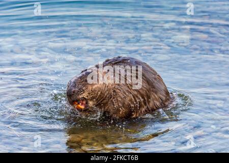 Wien, Wien: Eurasischer Biber oder europäischer Biber (Castor Fiber), der sich 22 in der Neuen Donau schüttelte. Donaustadt, Wien, Österreich Stockfoto