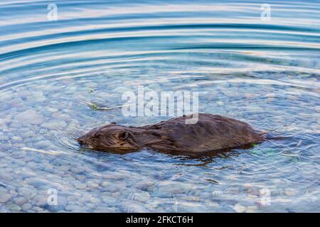 Wien, Wien: Eurasischer Biber oder Europäischer Biber (Rizinusfaser) schwimmend in der Neuen Donau im Jahr 22. Donaustadt, Wien, Österreich Stockfoto