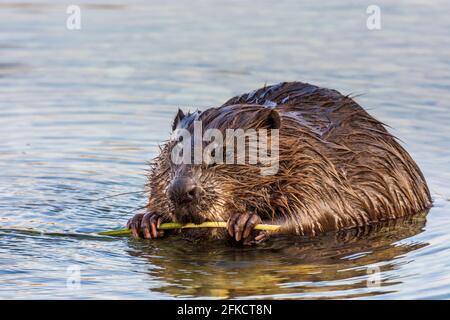 Wien, Wien: Eurasischer Biber oder Europäischer Biber (Rizinusfaser), der im Jahr 22 die Rinde des Astes in der Neuen Donau frisst. Donaustadt, Wien Stockfoto