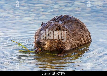 Wien, Wien: Eurasischer Biber oder Europäischer Biber (Rizinusfaser), der im Jahr 22 die Rinde des Astes in der Neuen Donau frisst. Donaustadt, Wien Stockfoto