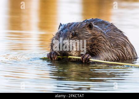 Wien, Wien: Eurasischer Biber oder Europäischer Biber (Rizinusfaser), der im Jahr 22 die Rinde des Astes in der Neuen Donau frisst. Donaustadt, Wien Stockfoto