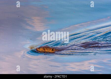 Wien, Wien: Eurasischer Biber oder Europäischer Biber (Rizinusfaser) schwimmend in der Neuen Donau im Jahr 22. Donaustadt, Wien, Österreich Stockfoto