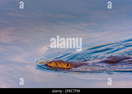 Wien, Wien: Eurasischer Biber oder Europäischer Biber (Rizinusfaser) schwimmend in der Neuen Donau im Jahr 22. Donaustadt, Wien, Österreich Stockfoto