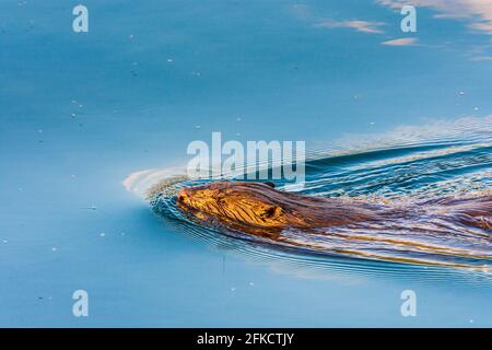 Wien, Wien: Eurasischer Biber oder Europäischer Biber (Rizinusfaser) schwimmend in der Neuen Donau im Jahr 22. Donaustadt, Wien, Österreich Stockfoto