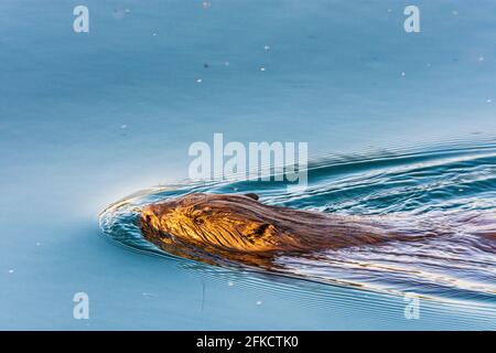 Wien, Wien: Eurasischer Biber oder Europäischer Biber (Rizinusfaser) schwimmend in der Neuen Donau im Jahr 22. Donaustadt, Wien, Österreich Stockfoto