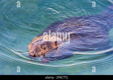 Wien, Wien: Eurasischer Biber oder Europäischer Biber (Rizinusfaser) schwimmend in der Neuen Donau im Jahr 22. Donaustadt, Wien, Österreich Stockfoto
