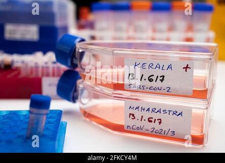 Untersuchung der neuen SARS-Cov-2-Variante in Indien namens B.1.617 im Labor, Stämme aus Kerala und Maharastra, konzeptuelles Bild. Stockfoto