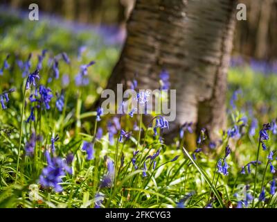 Hyacinthoides non-scripta, Bluebells, Woods, Kingswood, Henley-on-Thames, Oxfordshire, England, Großbritannien, GB. Stockfoto