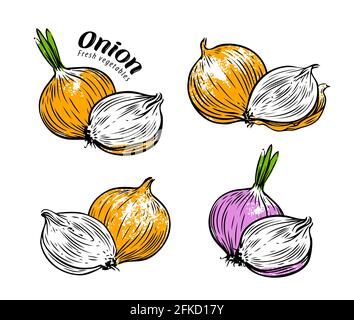 Gemüseset. Ganze Zwiebel und Querschnitt. Vektorgrafik isoliert auf Weiß Stock Vektor