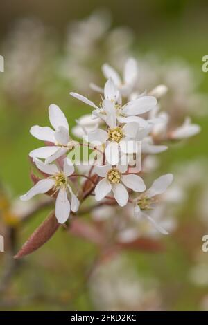 Nahaufnahme von blühenden Blüten der glatten Dienstbeere (amelanchier laevis) Stockfoto