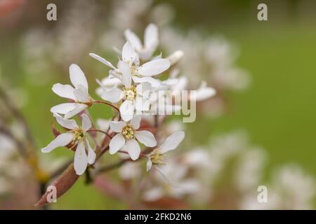 Nahaufnahme von blühenden Blüten der glatten Dienstbeere (amelanchier laevis) Stockfoto