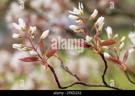 Nahaufnahme von blühenden Blüten der glatten Dienstbeere (amelanchier laevis) Stockfoto