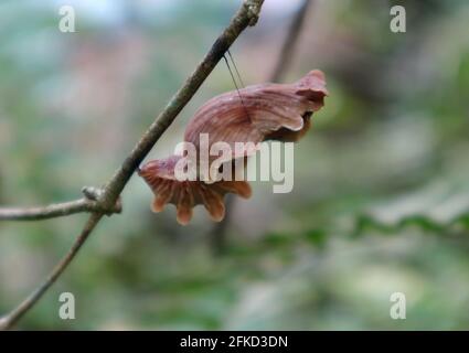 Nahaufnahme der braunen Farbe eines Ceylon-Rosenschmetterlings Kokon auf einem Ast mit dem Ast Formen Stockfoto