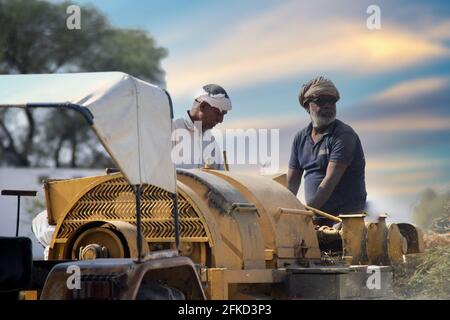 Alte Bauern stehen auf einem Traktor in traditioneller indischer Kleidung turbans und Puttig Korn in einen Traktor zu trennen Schale Aus Weizen nach der Ernte Stockfoto