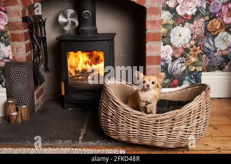 Großbritannien, Chihuahua im Korbkorb am Kamin Stockfoto