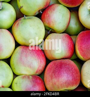 Hintergrund und Textur von reifen rot-grün gestreiften Äpfeln, ungewaschen, frisch gepflückt, ordentlich angeordnet, Nahaufnahme. Stockfoto