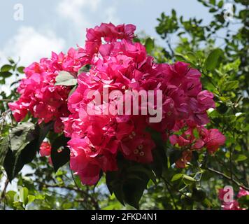 Schöne Aussicht von unten ein paar dunkelrosa genommen Bougainvillea blüht Stockfoto