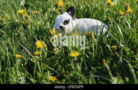 Kaninchen sitzt auf der Blumenwiese Stockfoto