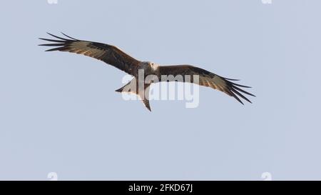 Drachen mit Flügeln, die sich gegen den hellblauen Himmel erheben Die Kamera Stockfoto