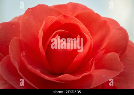 Ein Nahaufnahme-Foto einer riesigen und schönen Garten-Dahlia-Blume (Familie Compositae), rosa-rot auf hellgrünem Hintergrund. Geringe Schärfentiefe. Stockfoto