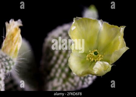 Kaktus Blüte gelbe Blume Hase Ohr sukkulent. Kostbare gelbe Blüte des Hasenohrkaktus. Stockfoto