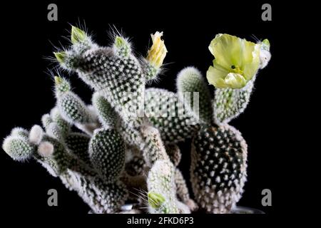 Blühender Kaktus Nahaufnahme Hasenohr Sukkulente mit gelber Blüte. Zarte Blume des Wüstenkaktus. Stockfoto