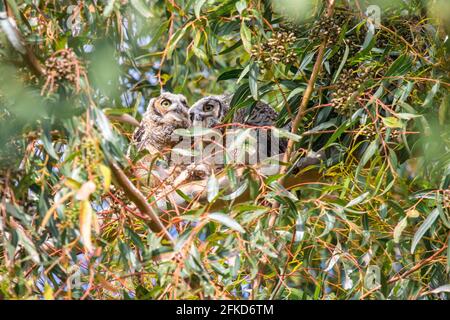 Bubo virginianus thront auf einem Baum in seinem natürlichen Lebensraum in der Stadt Irvine, Orange County, Kalifornien Stockfoto