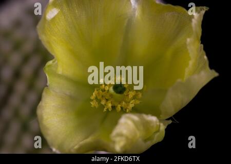 Gelbe Blume Mausohr Kaktus Frühlingsblüte. Seltene Blüte von Sukulenten. Stockfoto