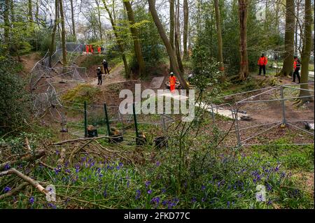 Aylesbury Valle, Buckinghamshire, Großbritannien. April 2021. Wunderschöne Bluebells in Jones Hill Wood mit dem Hintergrund von HS2-Sicherheitszäunen und Wachen. HS2 wurden heute im alten Wald von Jones Hill Wood wieder Buchen gefällt, obwohl es die Vogelnistsaison ist und seltene Barbastellefledermäuse bekannt sind, die in den Wäldern brüten. Der Wald soll den lokalen Autor Roald Dahl dazu inspiriert haben, den beliebten Kinderroman, den fantastischen Mr. Fox, zu schreiben. Die High Speed Rail 2 von London nach Birmingham schnitzt eine riesige Narbe über die Chilterns. Quelle: Maureen McLean/Alamy Live News Stockfoto