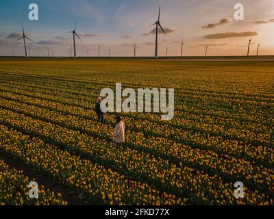 Luftaufnahme von Zwiebelfeldern im Frühling, farbenfrohe Tulpenfelder in den Niederlanden Flevoland im Frühling, Felder mit Tulpen, Paar Männer und Frau im Blumenfeld Stockfoto