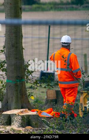 Aylesbury Valle, Buckinghamshire, Großbritannien. April 2021. Ein Baumstumpf, der von HS2 gefällt wurde. HS2 wurden heute im alten Wald von Jones Hill Wood wieder Buchen gefällt, obwohl es die Vogelnistsaison ist und seltene Barbastellefledermäuse bekannt sind, die in den Wäldern brüten. Der Wald soll den lokalen Autor Roald Dahl dazu inspiriert haben, den beliebten Kinderroman, den fantastischen Mr. Fox, zu schreiben. Die Hochgeschwindigkeitsbahn 2 von London nach Birmingham schnitzt eine riesige Narbe über die Chilterns, ein Gebiet von außergewöhnlicher natürlicher Schönheit. Quelle: Maureen McLean/Alamy Live News Stockfoto