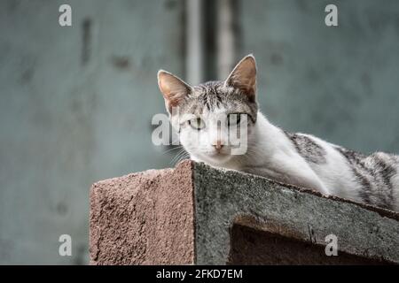 Eine attraktive Katze Stockfoto