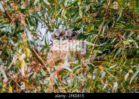 Bubo virginianus thront auf einem Baum in seinem natürlichen Lebensraum in der Stadt Irvine, Orange County, Kalifornien Stockfoto