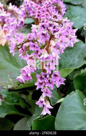 Bergenia crassifolia Korean Elephant’s Ohren – Kaskade aus lavendelrosa Blüten und großen runden Blättern, April, England, Großbritannien Stockfoto