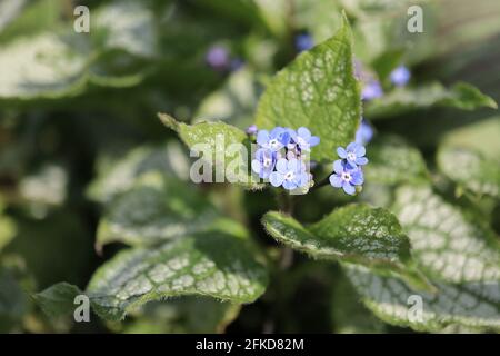 Brunnera macrophylla ‘Jack Frost’ Great Forget-Me-Not Jack Frost – Sprays aus leuchtend blauen Blüten und herzförmigen Blättern aus grünem Gold, April, England, Großbritannien Stockfoto