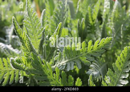 Achillea millefolium - nur Blätter Gemeine Schafgarbe – fein zerschnitzte, farnähnliche grüne Blätter, April, England, Großbritannien Stockfoto